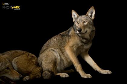 Un par de lobos rojos (Canis rufus gregoryi), en el zoológico Great Plains