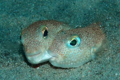 Un par de peces Puffer (Torquigener albomaculosus)