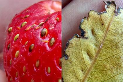 Un par de pruebas con la cámara macro del Moto G200 5G (permite hacer foco en objetos que están entre 3 a 5 cm de la lente)