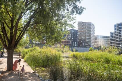 Un parque que funcione como un pulmón verde dentro de una ciudad con plantas que proveen espacios de sobra y senderos para caminar.