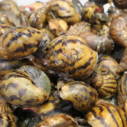 Un pasajero fue retenido tras transportar 90 caracoles africanos en el Aeropuerto de Detroit