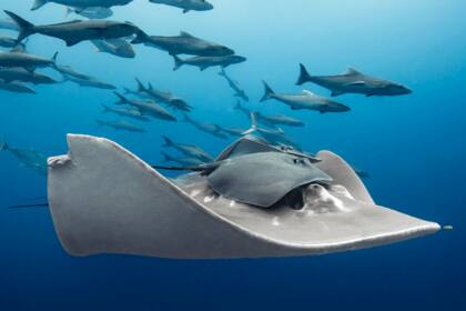 Un paseo amistoso Parque Marino de la Gran Barrera de Coral, Australia de Paula Vianna | Brasilia, Brasil