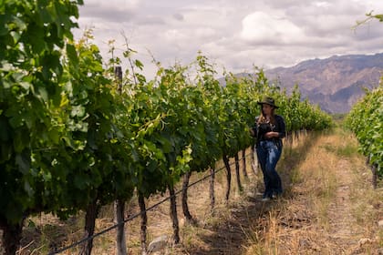 Un paseo por los viñedos de altura