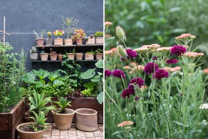 Un patio a la salida de la cocina es huerta y lugar de almácigos y gajos, pasión de la dueña de casa (izquierda). La dueña de casa dejar resembrar las flores libremente.