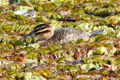 Un pato fierro hembra.