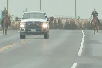 Un patrullero acompaña a productores para trasladar el ganado a las zonas mas elevadas de la región