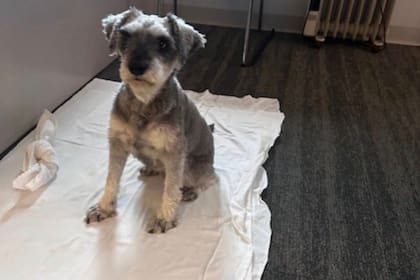 Un patrullero acudió al lugar y trasladó al animal a la sede policial para verificar su identidad