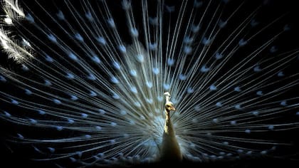 Algunos científicos se concentraron en la forma particular en que estos colores iridiscentes reflejan la luz