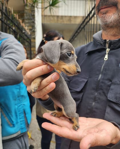 Un pequeño cachoro de la raza dachshund, que entra en apenas una mano, es rescatado por uno de los agentes