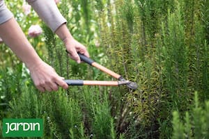 El secreto primaveral para que tus aromáticas exploten de esencias