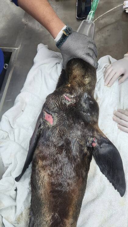 Un pequeño lobo de mar asistido por la fundación Mundo Marino para recuperarlo de sus múltiples heridas