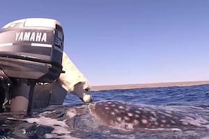 El conmovedor encuentro entre un perro y un tiburón ballena que se volvió viral
