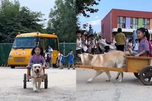Un perrito se volvió viral por la forma en que lleva a una niña en un carro