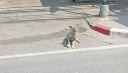 Un perrito solo y blureado en alguna calle de las que muestra Google street view