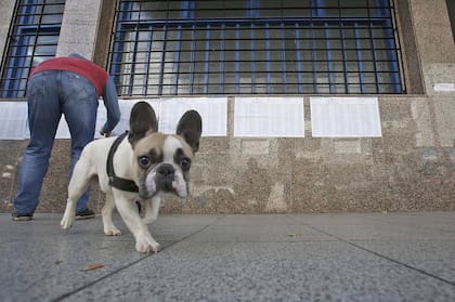 Un perrito sorprendido por la cámara en la puerta de una escuela en Mar del Plata