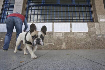 Un perrito sorprendido por la cámara en la puerta de una escuela en Mar del Plata