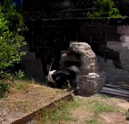 Un perro adiestrado para detectar rastros humanos marcó el lugar donde estaba escondido el cuerpo