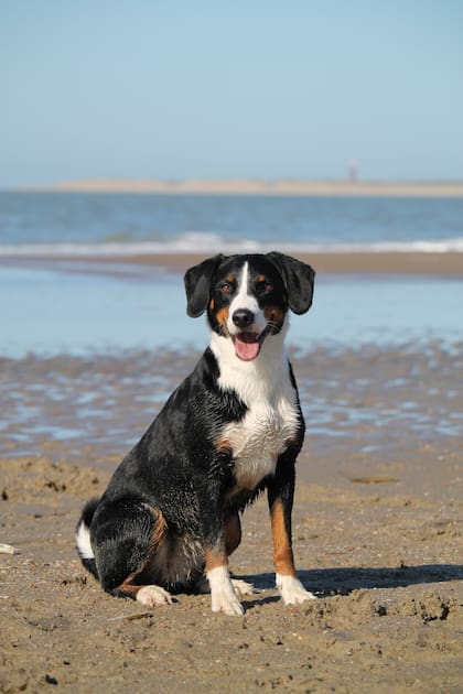 Un perro adulto bien entrenado puede necesitar solamente entre 30 y 90 minutos de paseo diarios