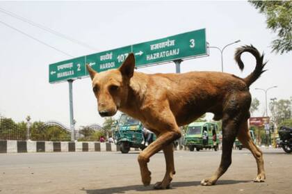Un perro callejero camina por los caminos de Lucknow, Uttar Pradesh