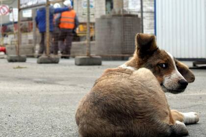 Un perro callejero cerca de la planta nuclear de Chernóbil en 2017