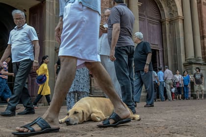 Un perro callejero en la basílica del buen Jesús de Goa
