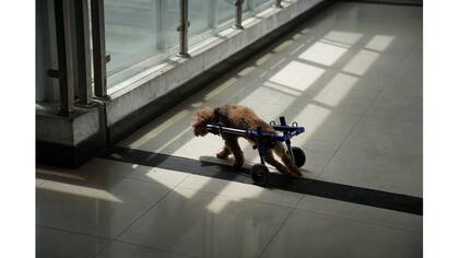 Un perro camina con una silla de ruedas en la clínica Shanghai TCM