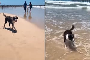 Un perro ciego visitó una playa por primera vez: su reacción se volvió viral