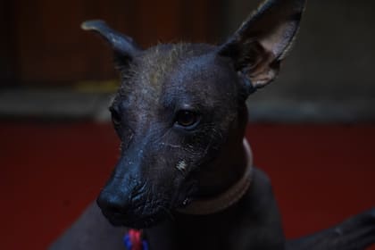 Un perro de raza Xoloitzcuintle es una de las menos frecuentes que se tiene como mascota (Foto/Marco Ugarte)