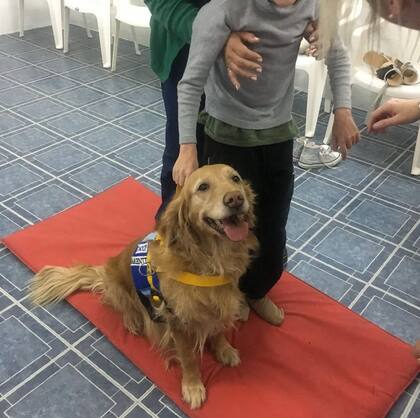 Un perro de terapia debe tener una naturaleza amigable y extrovertida, mostrando una predisposición natural para interactuar y establecer vínculos. (Foto: Instagram @tacopargentina)
