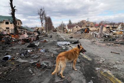 Un perro deambula por casas destruidas y vehículos militares rusos, en Bucha, cerca de Kiev