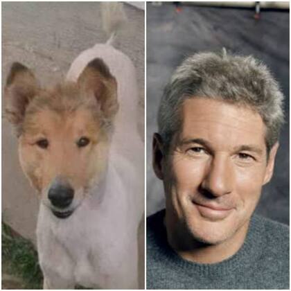 ¿Un perro es parecido a Richard Gere? Así se divierten los usuarios de Twitter