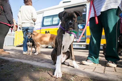 Un perro espera su turno en la Unidad Móvil Veterinaria