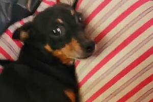 Un perro estaba encerrado en un auto y la Policía de la Ciudad lo rescató