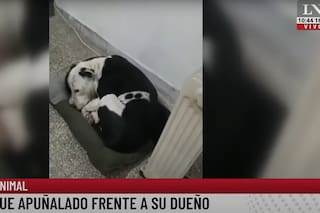 En medio de una discusión, un hombre mató al perro del vecino de seis puñaladas