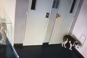 Brutal ataque a un perro en el hall de un edificio