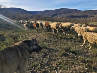 Un perro guardián cumple con su tarea en el noroeste de España