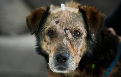 Un perro herido es atendido en el centro de la fundación ADA en Przemysl, sureste de Polonia.