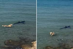 Un perro intentó morder a un tiburón y el momento captado se viralizó en las redes