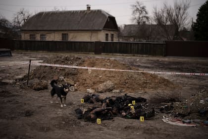 Un perro junto a seis cadáveres carbonizados no identificados que yacen en el suelo en una zona residencial de Bucha, en las afueras de Kiev