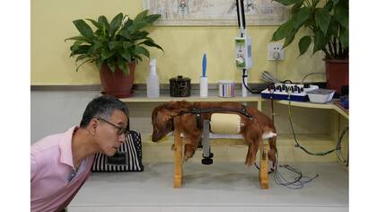 Un perro junto a su dueño recibe tratamiento