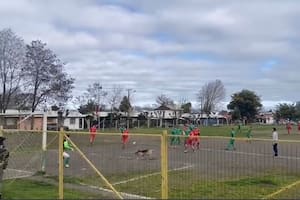 Un perro metió un golazo y sorprendió a todos