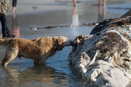 Un perro olfatea el cadáver de una ballena de Brydes, que ha aparecido en la playa de Kommetjie, en Ciudad del Cabo, el 10 de agosto de 2020