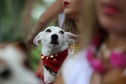 Un perro participa de Blocao, el carnaval canino famoso de Rio de Janeiro, Brasil, el 2 de marzo.