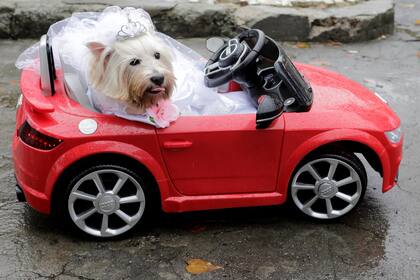 Un perro participa de Blocao, el carnaval canino famoso de Rio de Janeiro, Brasil, el 2 de marzo.