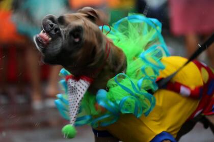 Un perro participa de Blocao, el carnaval canino famoso de Rio de Janeiro, Brasil, el 2 de marzo.