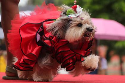 Cientos de perros disfrazados salieron a las calles de Río de Janeiro, Brasil, para el desfile anual de mascotas del carnaval.