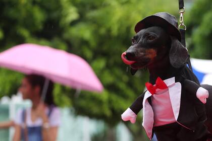 La celebración canina forma parte del carnaval mundialmente famoso de Río de Janeiro, que atrae a millones de personas a las calles de la ciudad durante el mes de febrero.