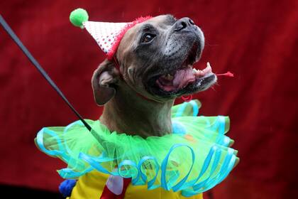 Un perro participa de Blocao, el carnaval canino famoso de Rio de Janeiro, Brasil, el 2 de marzo.