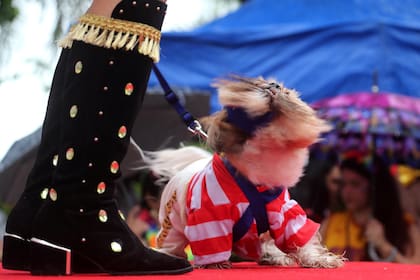 Un perro participa de Blocao, el carnaval canino famoso de Rio de Janeiro, Brasil, el 2 de marzo.