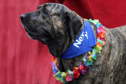 Un perro participa de Blocao, el carnaval canino famoso de Rio de Janeiro, Brasil, el 2 de marzo.